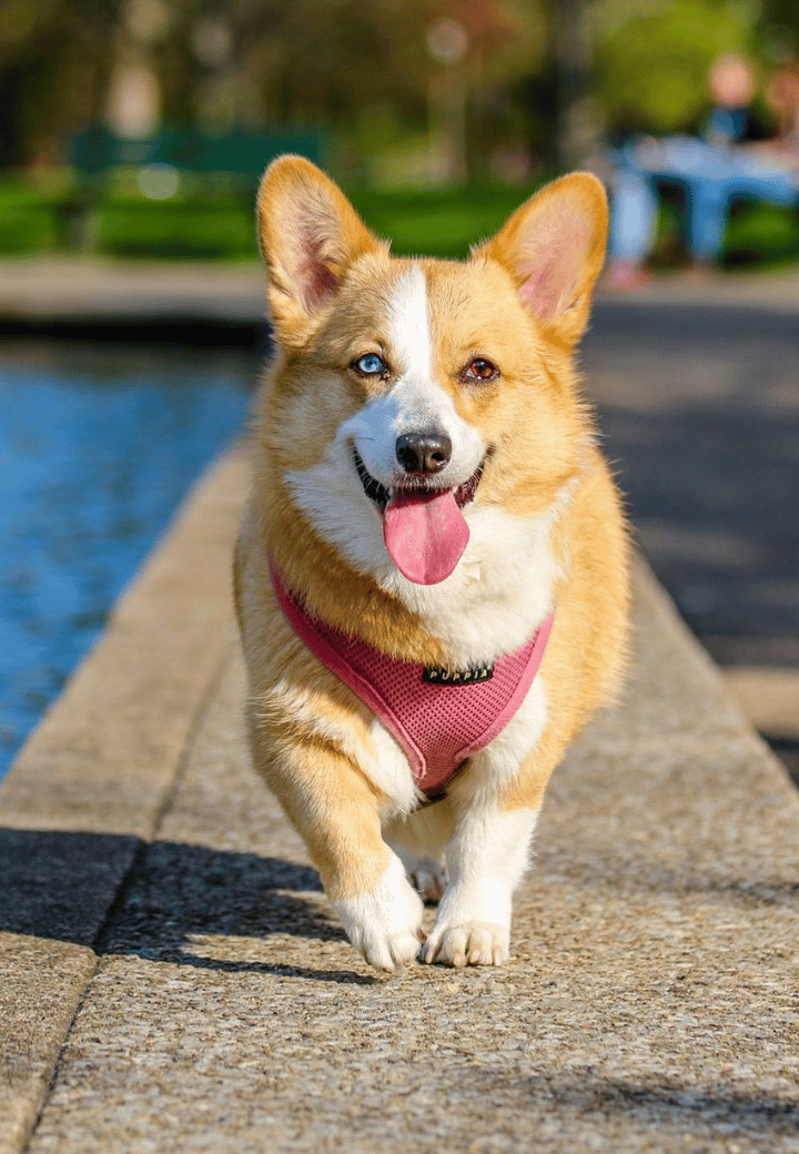 Beat the Heat: Summer Pet Safety Tips from a Veterinarian in St. Charles